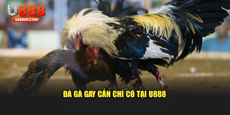 Đá gà gay cấn chỉ có tại U888